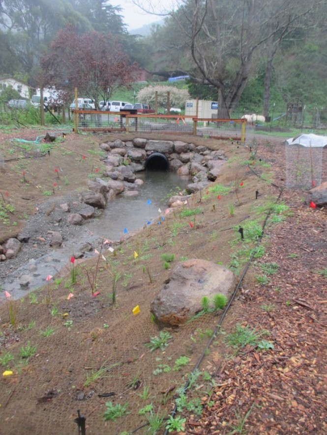 The new Spring Valley Creek channel through the upper garden, in March 2016